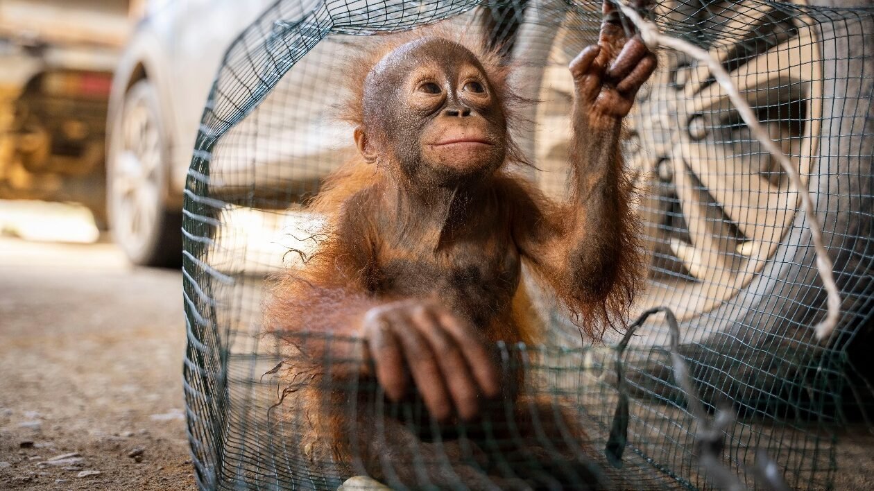 ditempatkan dalam kandang sempit berukuran sekitar 120 x 50 x 50 cm