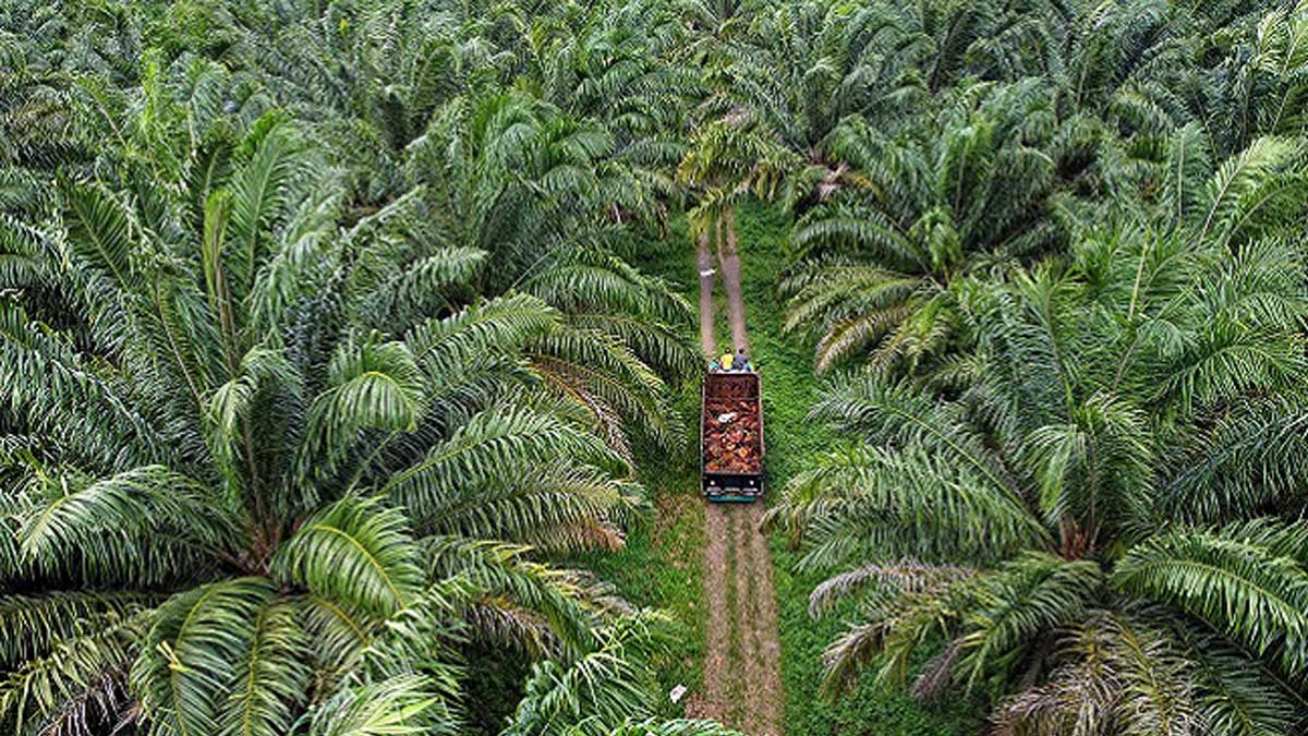 Sawit Indonesia Melawan Isu Deforestasi Eropa