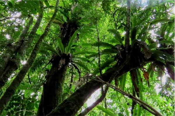 Terbukti, Pemanasan Global Matikan Pohon di Hutan