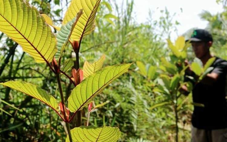 BNN Masih Kukuh Rekomendasikan Kratom Narkotika Golongan I