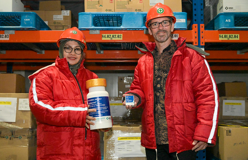 500.000 Vaksin LSD Bantuan Australia Tiba di Indonesia