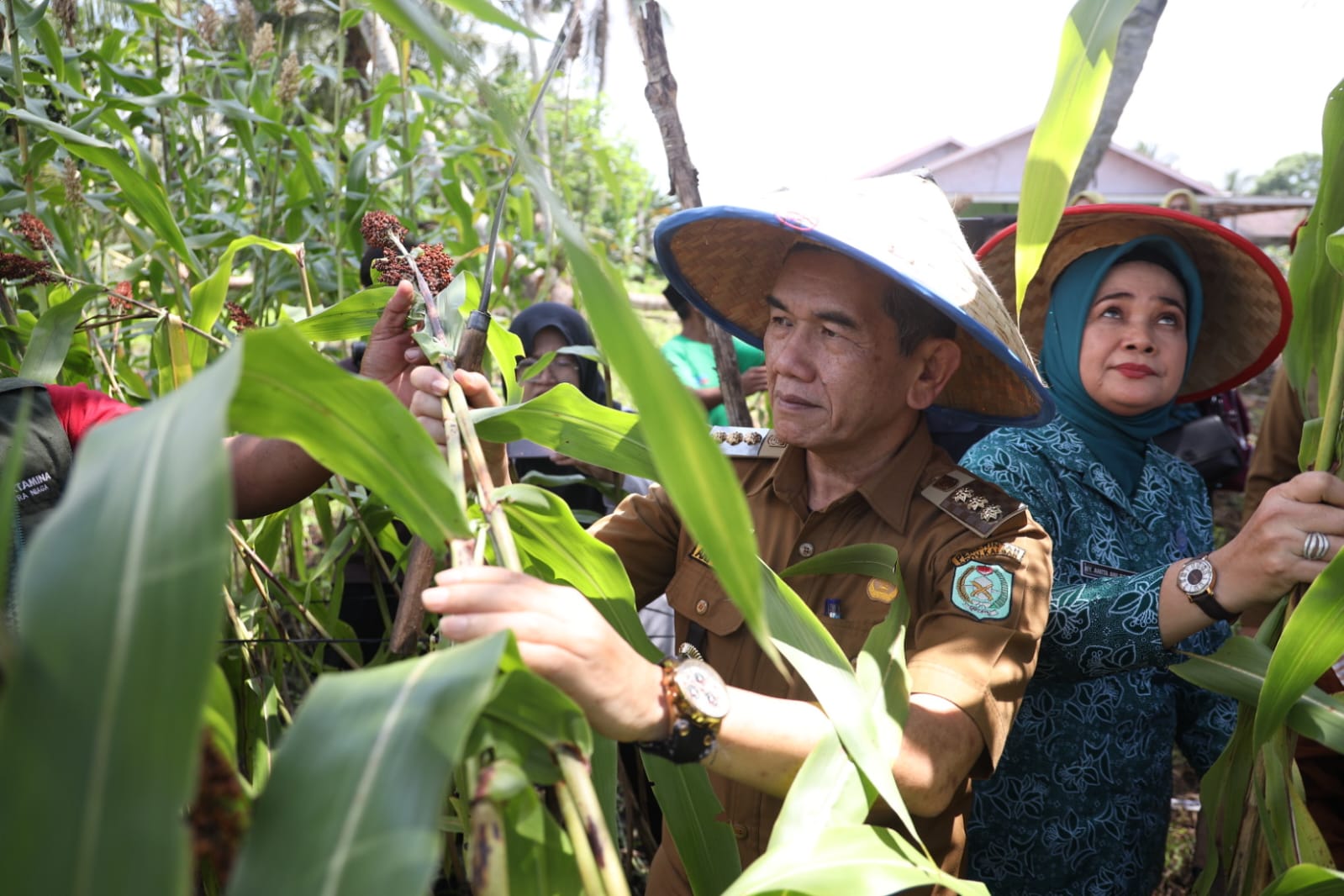 Tekan Inflasi, Pemkot Pontianak Dorong Pengembangan Sorgum