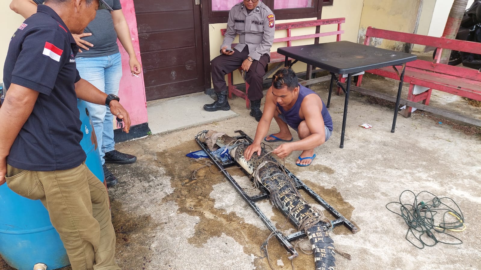 Kerap Muncul di Parit,Warga Sungai Rengas Tangkap Buaya Muara