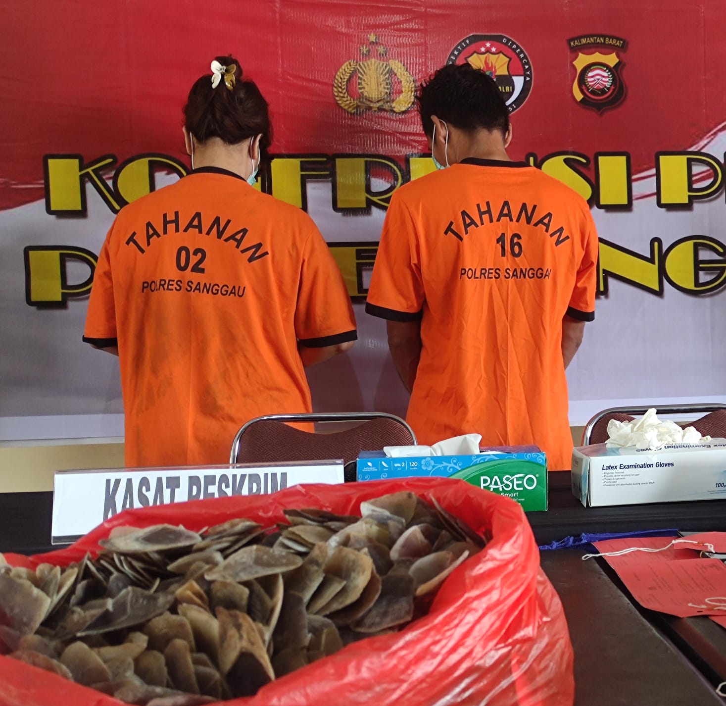Polres Sanggau Gagalkan Pengiriman 66,8 Kilogram Sisik Trenggiling, 2 Pelaku Diamankan