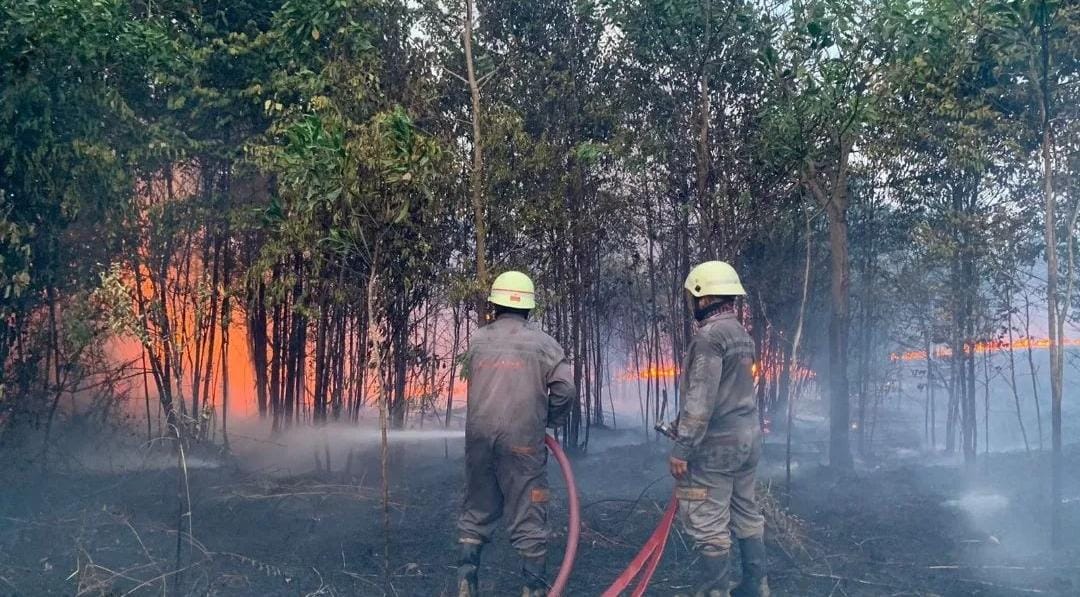 Kobaran Api Melahap Lahan Seluas Delapan Hektare di Kabupaten Bintan