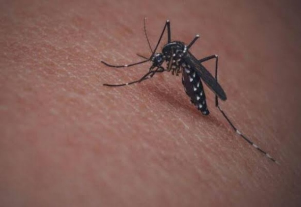 Darurat Wabah DBD dan Malaria di Nias Selatan, Delapan Orang Meninggal Dunia