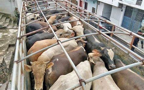 Wabah PMK Merebak, Asosiasi Peternak: Pemerintah Longgarkan Impor Sapi