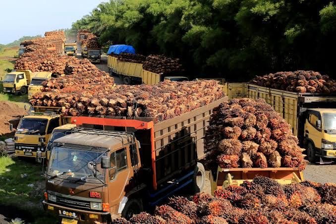 Harga CPO Naik Tiga Hari Berturut-Turut, Sinyal Positif Bagi Industri Sawit
