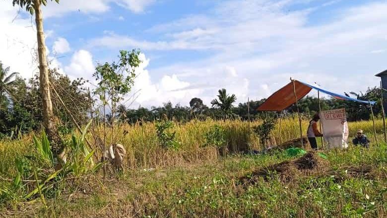 Panen Raya Padi di Kecamatan Sajingan Besar: Petani Masih Gunakan Alat Tradisional