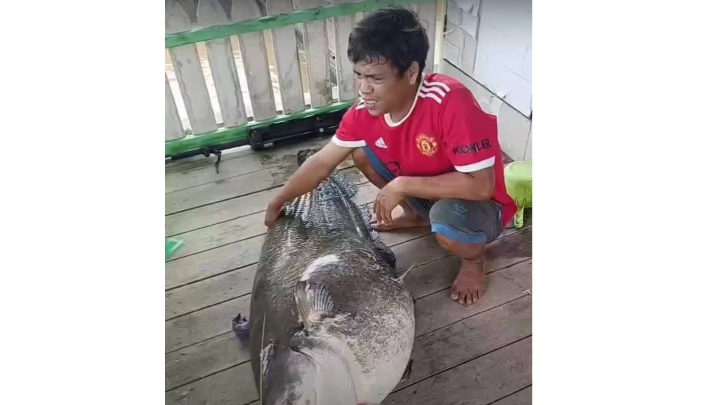 Ikan Raksasa Seberat 76 Kilogram Ditangkap Warga Mempawah
