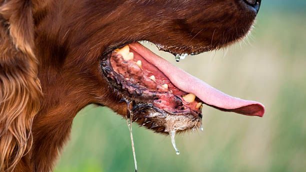 Dinkes Sintang Belum Tetapkan KLB Rabies, Terkendala Dana dan BPJS