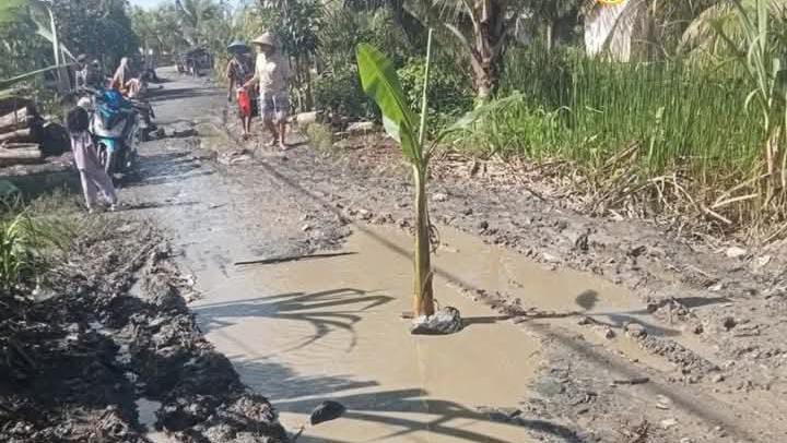 Kesal Jalan Tak Diperbaiki, Warga Sungai Dungun Sambas Tanam Pisang di Tengah Jalan