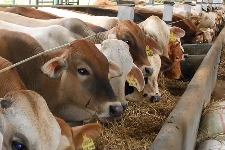 Sempat Diperiksa Polda, Peternakan Sapi Kawasan Food Estate Teluk Keluang Gagal Total