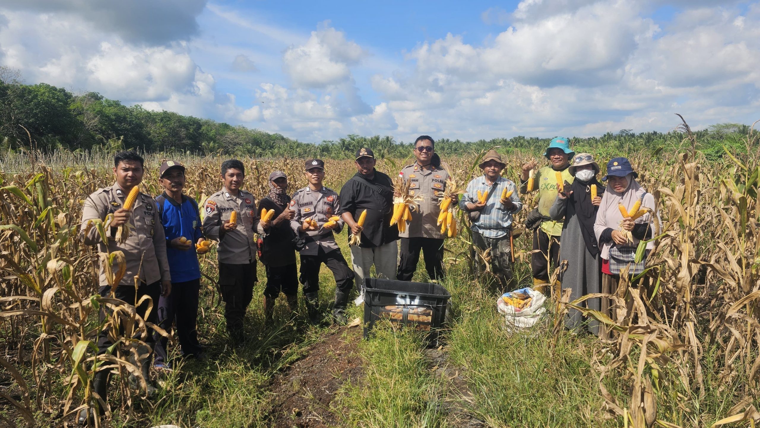 Panen Perdana, Polsek Jawai dan Petan Capai 4,9 Ton Jagung