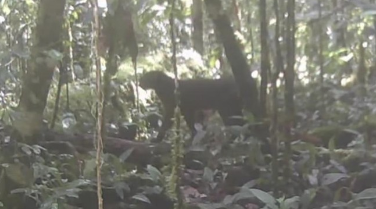 Penampakan Langka Kucing Merah Kalimantan Terekam di TN Kayan Mentarang