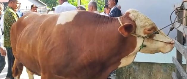 Sambut Iduladha 1446 H, Bupati Sambas Satono Serahkan Bantuan Sapi dari Presiden