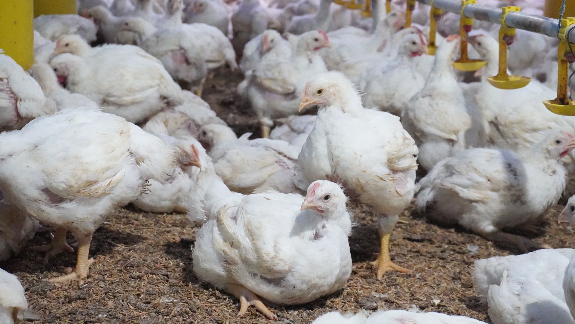 Kementerian Pertanian Tetapkan Harga Pokok Produksi Ayam Hidup Rp18 Ribu per Kilogram