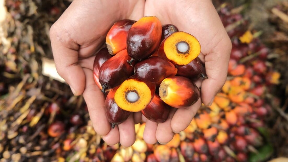 Harga CPO Melonjak, Dipicu Ekspektasi Ekspor Kuat dan Produksi yang Melambat
