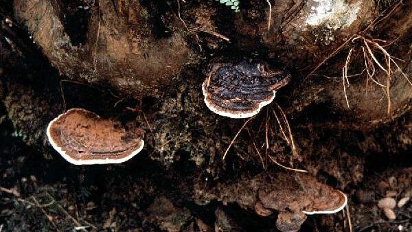 Ancaman Ganoderma: Penyakit Jamur Mengerikan yang Mengintai Perkebunan Kelapa Sawit