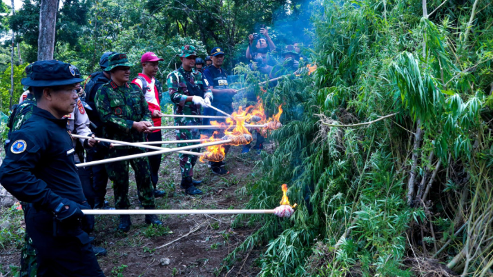 BNN Ratakan 2 Hektare Ladang Ganja Siap Panen di Aceh