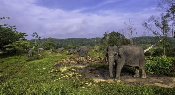 Habitat Gajah Sumatera di Bengkulu Hilang 1.585 Hektare, Jadi Perkebunan Sawit