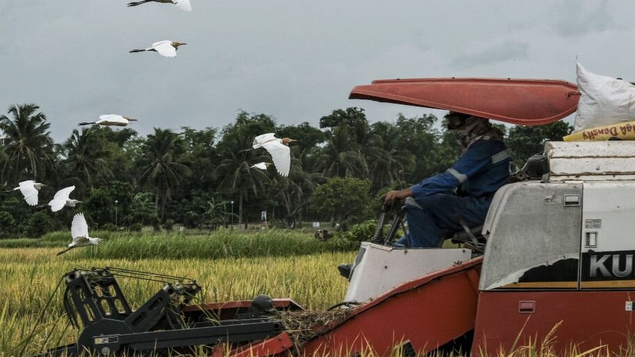 Stok Pangan Aman, BPS Proyeksikan Produksi Beras Nasional 2025 Melonjak 13,54 Persen