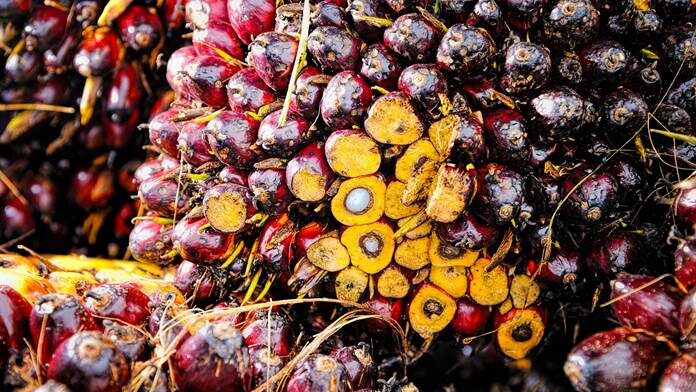 Harga Minyak Sawit Melemah, Tertekan Penguatan Ringgit Malaysia ke Level Tertinggi