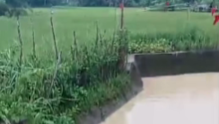 Resahkan Warga, Diduga Aktivitas PETI di Landak Cemari Irigasi dan Ancam Gagalkan Panen Warga