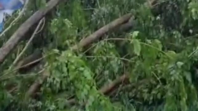 Diterjang Angin Kencang Kamis Pagi, Pohon Besar di BLKI Pontianak Tumbang Hingga Akar Terangkat