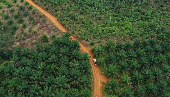 Putusan MKMK Pertegas: Klaim Kawasan Hutan Wajib Berdasarkan Penetapan, Penyitaan Sawit Cacat Hukum