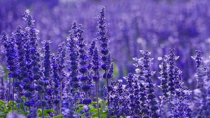 Bukan Sekadar Pengharum Ruangan, Ini 5 Khasiat Ajaib Bunga Lavender untuk Tubuh dan Pikiran