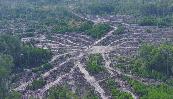 Darurat Ekologis: Indonesia Masuk 5 Besar Dunia Kehilangan Hutan, 32 Juta Hektare Lenyap