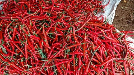 Jelang Nataru, Harga Cabai di Sintang 'Pedas' Mendadak: Tembus Rp100 Ribu per Kg