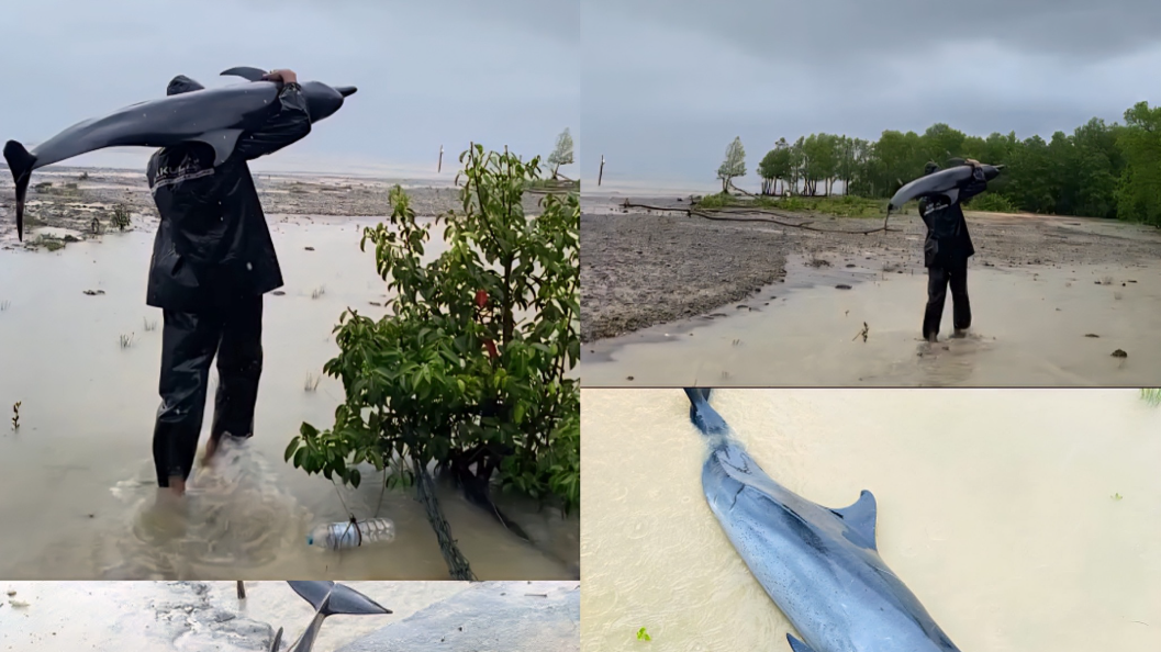 Viral Video 42 Detik, Warga Paloh Temukan Lumba-lumba Mati Terdampar di Pantai Mentibar