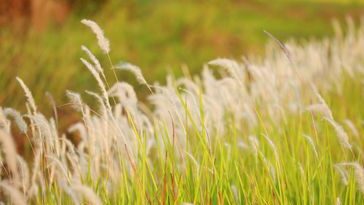 Sering Dianggap Gulma, Ini 7 Jenis Rumput di Indonesia yang Ternyata Punya Khasiat Obat