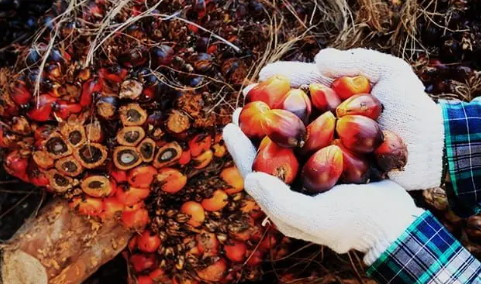 Tak Cuma Jual CPO, Kalbar Dorong Pembangunan Pabrik Pengolahan Sawit dan Produk Turunan
