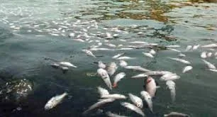 Rusak Populasi Ikan, Penggunaan Racun dan Setrum Ancam Ekosistem Sungai Kapuas Hulu