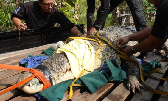 Buaya Muara 4,5 Meter di Sambas Dievakuasi, Jadi Yang Terbesar di Balai PK Pontianak