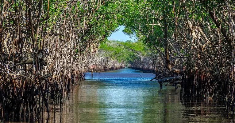 IKN Disiapkan Jadi Percontohan Rehabilitasi Mangrove Nasional, Dukung Pembangunan Berkelanjutan