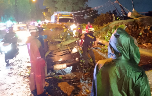 Pohon Tumbang di Jalan Arteri Supadio Timpa Minibus