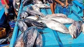 KKP: Tarif Nol Persen Ekspor Tuna ke Jepang Harus Diimbangi Penguatan Sektor Hulu