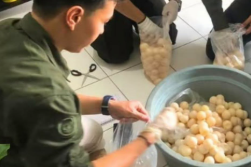 Petugas Gagalkan Penyelundupan 1.190 Telur Penyu di Pelabuhan Sintete Sambas