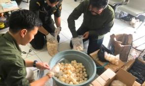 Kronologi Penggagalan Penyelundupan Telur Penyu di Sintete oleh Karantina Kalbar