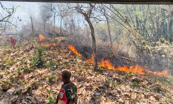 Lahan Perhutani Terbakar, Pemadaman Karhutla di Kabupaten Trenggalek Pakai Metode Manual