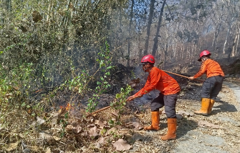 Melahap 10 Hektare Lahan di Sambit, Karhutla di Kabupaten Ponorogo Berhasil Dipadamkan