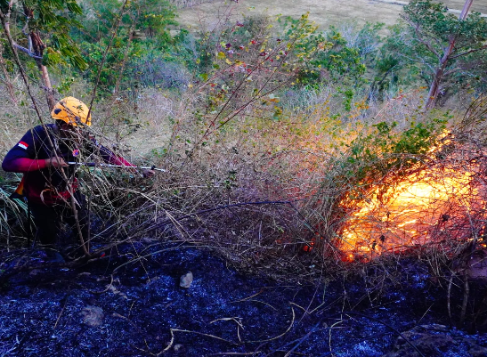 Rentetan Karhutla Hari Ini: Lahan di Sulut, Sulteng, dan Jatim Terbakar