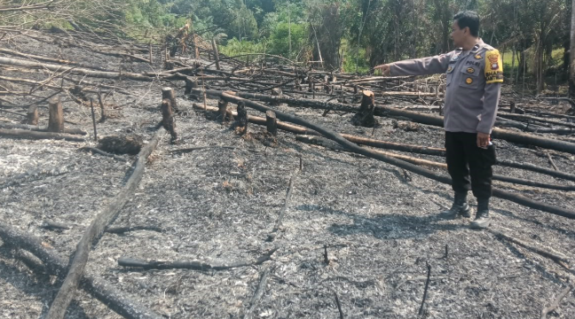 4 Hotspot Batang Tarang Bersumber dari Buka Lahan Warga
