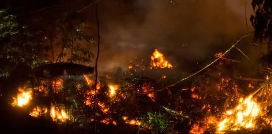 DPR Minta Larangan Buka Lahan dengan Cara Membakar Dipatuhi, Termasuk untuk Alasan Adat