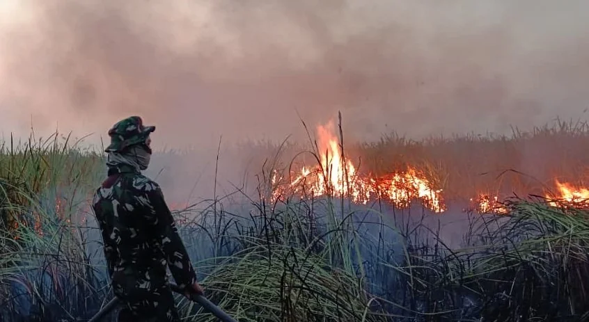 Api Kembali Muncul di Way Kambas, 774 Hektare Kawasan Terdampak Karhutla