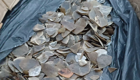 Usut Sindikat 3 Ton Sisik Trenggiling, Gakkum Kehutanan Bidik Aktor Utama